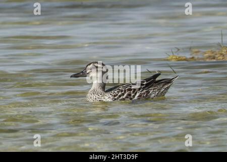 Garganey (Spatula querquedula) Weibchen schwimmt im seichten Wasser Oman Dezember Stockfoto