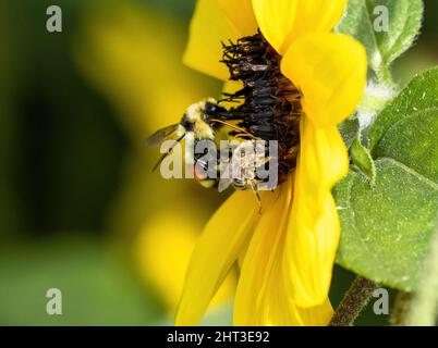 Zwei verschiedene Arten von Bienen bestäuben auf der gleichen Sonnenblume. Eine männliche langhornige Biene im Vordergrund und eine orangefarbene Bumblebee im Rücken. Stockfoto