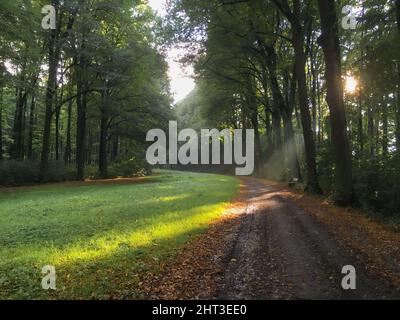 Ein Waldwanderweg in der Tiefe an einem sonnigen Tag Stockfoto