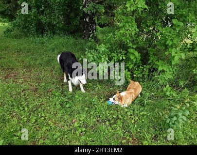 Welch Corgi Cardigan Och Border Collie spielen Stockfoto