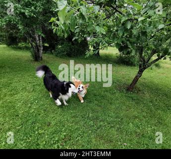 Welch Corgi Cardigan Och Border Collie spielen Stockfoto