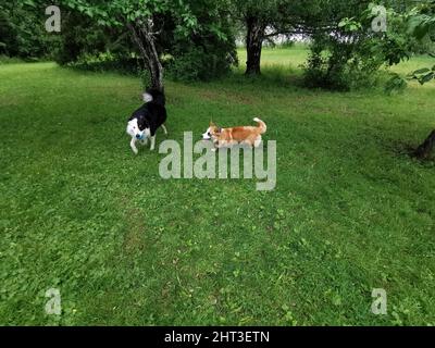 Welch Corgi Cardigan Och Border Collie spielen Stockfoto