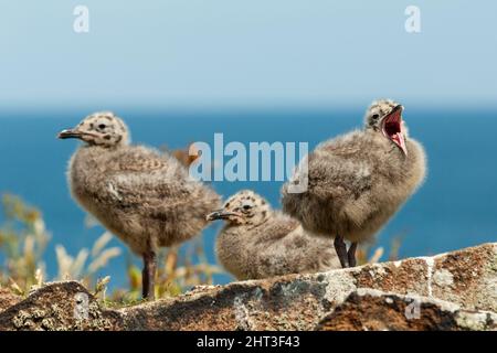 Aufnahme von drei Möwenküken, die mit Wasser im Hintergrund gähnten Stockfoto