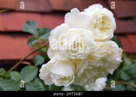 Wightwick Manor and Gardens Attraction in Wolverhampton Stockfoto