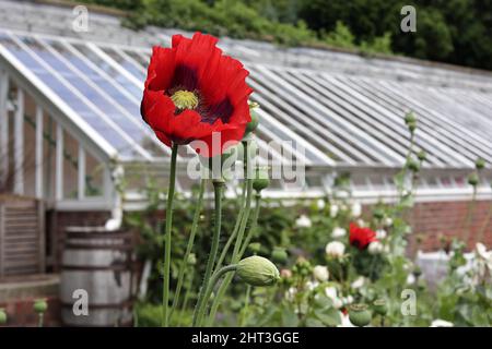 Wightwick Manor and Gardens Attraction in Wolverhampton Stockfoto