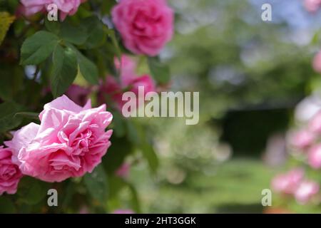 Wightwick Manor and Gardens Attraction in Wolverhampton Stockfoto