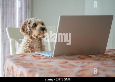 Neugieriger Kakadu-Welpe, der vor einem Computer sitzt, während der Besitzer während der Quarantänepandemie von Covid19 von zu Hause lernt. Stockfoto