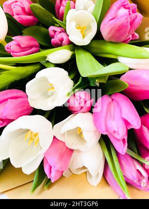Weiße und rosa Tulpen. Ein Frühling verschwommen Hintergrund mit hellen Tulpen Stockfoto