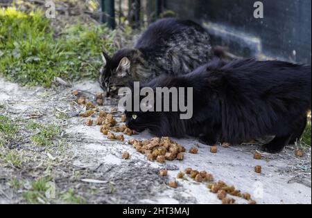 Detail von verlassenen und obdachlosen Katzen, Tierpflege Stockfoto