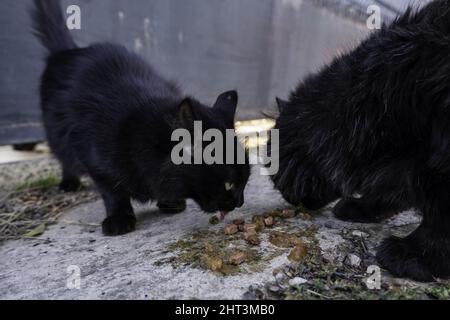 Detail von verlassenen und obdachlosen Katzen, Tierpflege Stockfoto