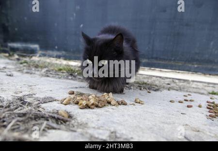 Detail von verlassenen und obdachlosen Katzen, Tierpflege Stockfoto