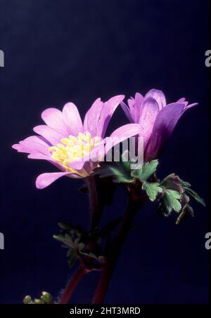 Anemone blanda Stockfoto