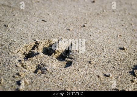 Fußabdruck eines Hundefußes auf dem nassen Sand am Ufer der Donau. Stockfoto