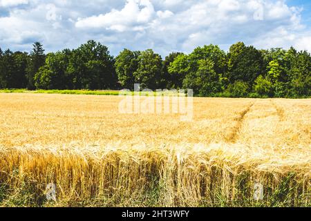 Schöner Blick auf ein goldenes Weizenfeld gegen die grüne Baumkette an einem schönen Tag Stockfoto