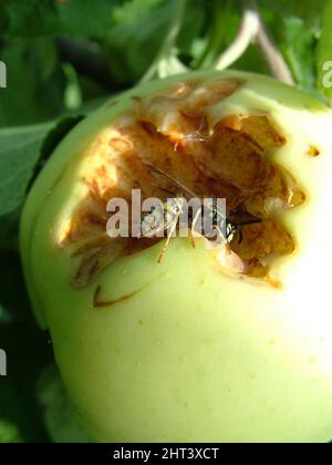 Wespe, die auf einem Apfel isst Stockfoto