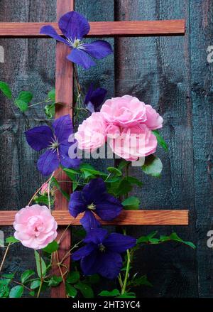 Clematis och Rose 'Bonica' auf Gitter Stockfoto