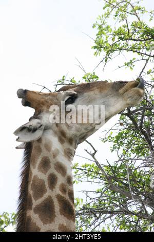 Nahaufnahme Porträt der wilden angolanischen Giraffe (Giraffa camelopardalis angolensis), die sich auf Dornen im Etosha National Park, Namibia ernährt. Stockfoto