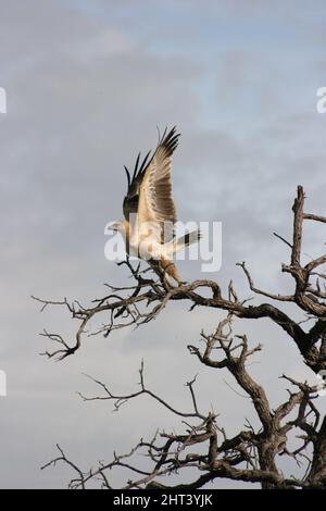 Porträt des Tawny Eagle (Aquila rapax), der in Baumflügeln sitzt und den Etosha National Park, Namibia, ausbreitet. Stockfoto