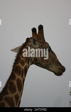 Nahaufnahme eines Porträts der wilden angolanischen Giraffe (Giraffa camelopardalis angolensis) im Etosha National Park, Namibia. Stockfoto