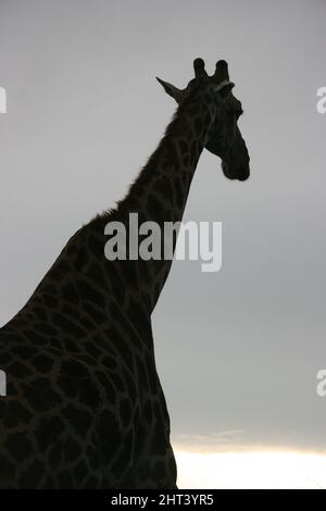 Nahaufnahme eines Porträts der wilden angolanischen Giraffe (Giraffa camelopardalis angolensis) im Etosha National Park, Namibia. Stockfoto