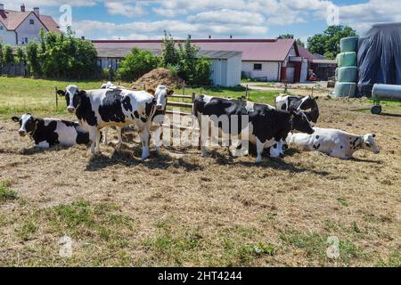 Eine kleine Herde Kühe vor dem Bauernhof Stockfoto