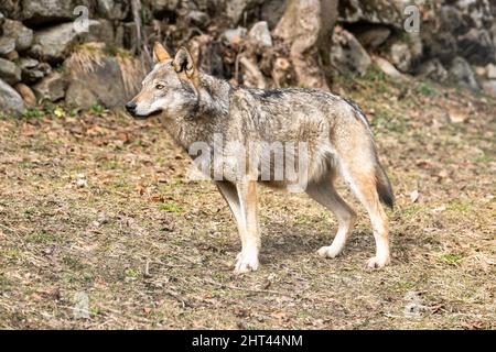 Italienischer Wolf (canis lupus italicus) im Wildlife Center 'Uomini e Stockfoto