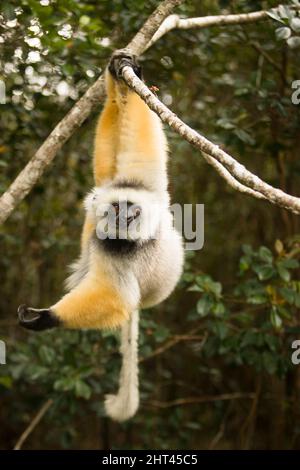 Diademed sifaka (Propithecus diadema), baumelnd aus einem Ast. Madagaskar Stockfoto
