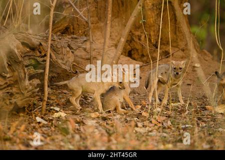 Indische Schakale (Canis aureus indicus) Welpen am Standort des Höhlenbauers. Pench-Nationalpark, Madhya Pradesh, Indien Stockfoto