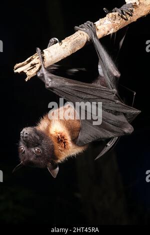 Indischer Flughund (Pteropus giganteus), in typischer Roostening- oder Grooming-Pose, kopfüber hängend. Herkunft: Indien Stockfoto