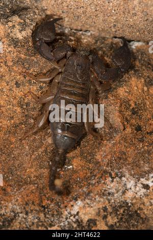 Flachgestein-Skorpion (Hadogenes troglodytes), der längste Skorpion, der 20 cm lang wird. Sein Körper ist abgeflacht, so dass er sich in Spalten pressen kann Stockfoto