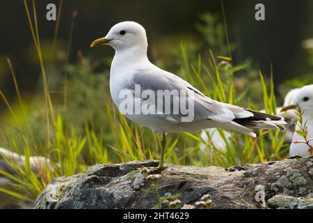 Mew-Möwe (Larus canus brachyrhynchus), die auf Felsen ruht. Baranof Island, Alaska, Usa Stockfoto