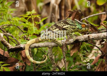 Parson-Chamäleon (Calumma parsonii), am Ast eines Baumes. Madagaskar Stockfoto