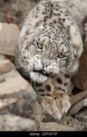 Schneeleopard (Panthera uncia), knurrend. In den Bergen Zentral- und Südasiens beheimatet Stockfoto