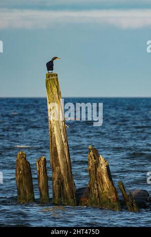 Schwarzer Kormoran sitzt auf einem alten Seebrücke auf dem Hintergrund von Himmel und Wasser Stockfoto