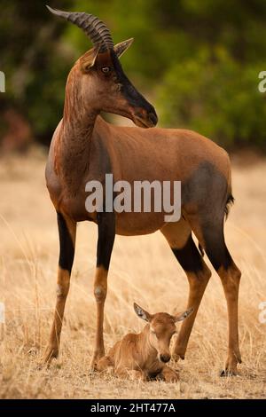 Topi (Damaliscus korrigum), Mutter mit Neugeborenen. Masai Mara National Reserve, Kenia Stockfoto