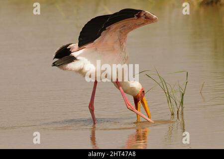 Gelbschnabelstorch (Mycteria ibis), der im Fluss ernährt. Simba Kopjes, Serengeti-Nationalpark, Tansania Stockfoto