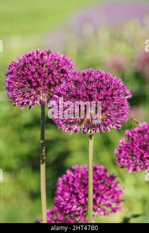 Lila rosa Kugel aus Allium-Blüten auf verschwommenem Hintergrund - Allium giganteum Stockfoto