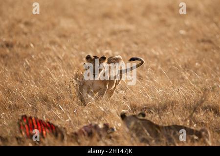 Afrikanischer Löwe (Panthera leo), der auf einen Kadaver zuläuft. Masai Mara National Reserve, Kenia Stockfoto