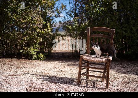 Schöne Aufnahme einer Katze, die auf einem Stuhl mitten im Nirgendwo ruht Stockfoto