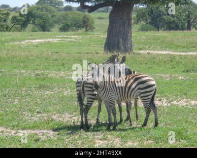 Foto von zwei Zebras im Wald Stockfoto