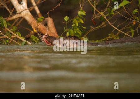 Brasilianischer Tapir (Tapirus terrestris), schwimmend in einem Fluss. Pantanal, Mato Grosso, Brasilien Stockfoto