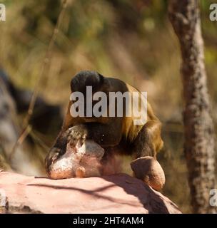 Kapuziner (Sapajus apella) anbraten, mit einem Stein als Werkzeug, um Nüsse aufzubrechen. Pantanal, Mato Grosso, Brasilien Stockfoto