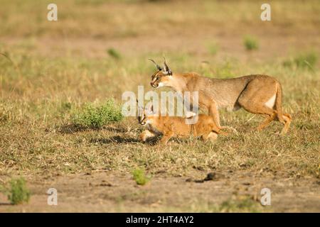 Caracal (Caracal caracal), erwachsen mit jungen Menschen im Grasland. Lower Mara, Masai Mara National Reserve, Kenia Stockfoto