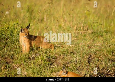 Caracal (karakales Karakal), Kätzchen. Lower Mara, Masai Mara National Reserve, Kenia Stockfoto