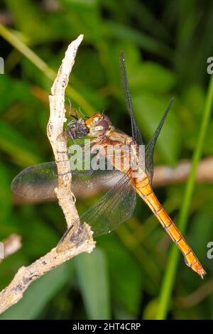 Feuriger Skimmer Libelle, Orthetrum villosovittatum. Weibchen mit Beute im Mund. Coffs Harbour, NSW, Australien Stockfoto