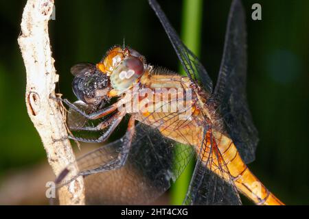 Feuriger Skimmer Libelle, Orthetrum villosovittatum. Weibchen mit Beute im Mund. Nahaufnahme von Kopf und Gesicht. Coffs Harbour, NSW, Australien Stockfoto