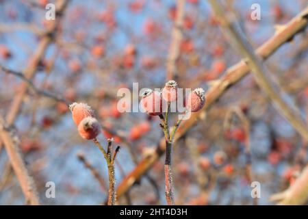 Eine Nahaufnahme von Hagebuttenbeeren im Winter in der Kälte mit Frost bedeckt Stockfoto