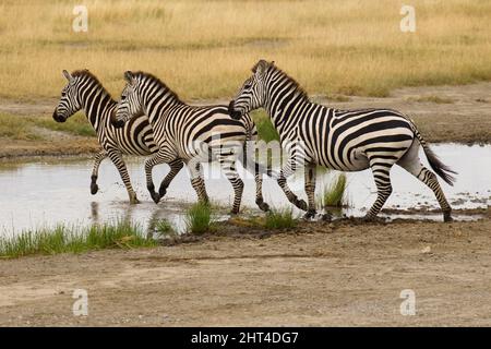 Ebene Zebras (Equus quagga), die ihren Weg über den Ngorongoro-Krater machen. Ngorongoro Conservation Area, Tansania Stockfoto