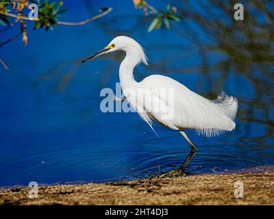 Ein wunderschöner Schneegreiher sucht kürzlich morgens in einem Wasserschutzgebiet in Arizona nach Nahrung Stockfoto