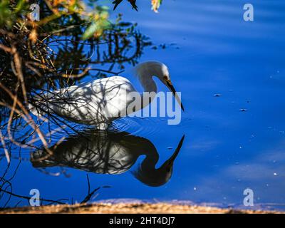 Ein wunderschöner Schneegreiher sucht kürzlich morgens in einem Wasserschutzgebiet in Arizona nach Nahrung Stockfoto